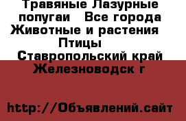 Травяные Лазурные попугаи - Все города Животные и растения » Птицы   . Ставропольский край,Железноводск г.